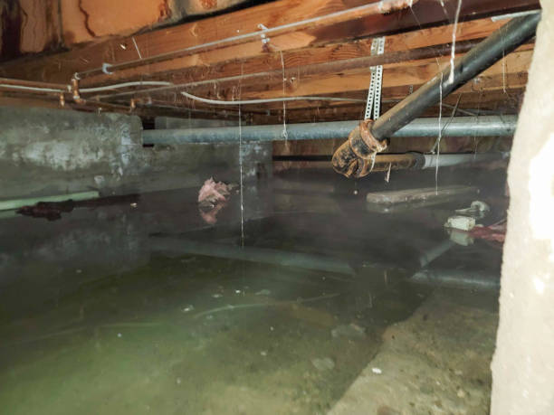 Best Basement water damage restoration  in Pickens, MS
