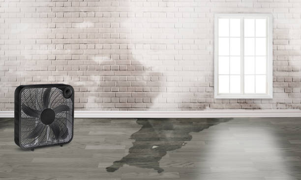 Best Carpet water damage restoration  in Pickens, MS